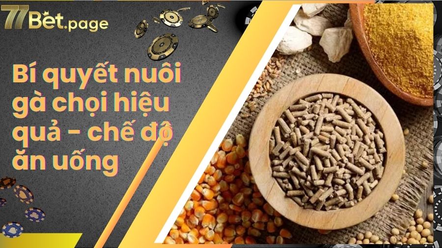 Bí quyết nuôi gà chọi hiệu quả - chế độ ăn uống