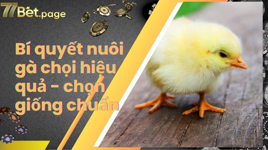 Bí quyết nuôi gà chọi hiệu quả - chọn giống chuẩn
