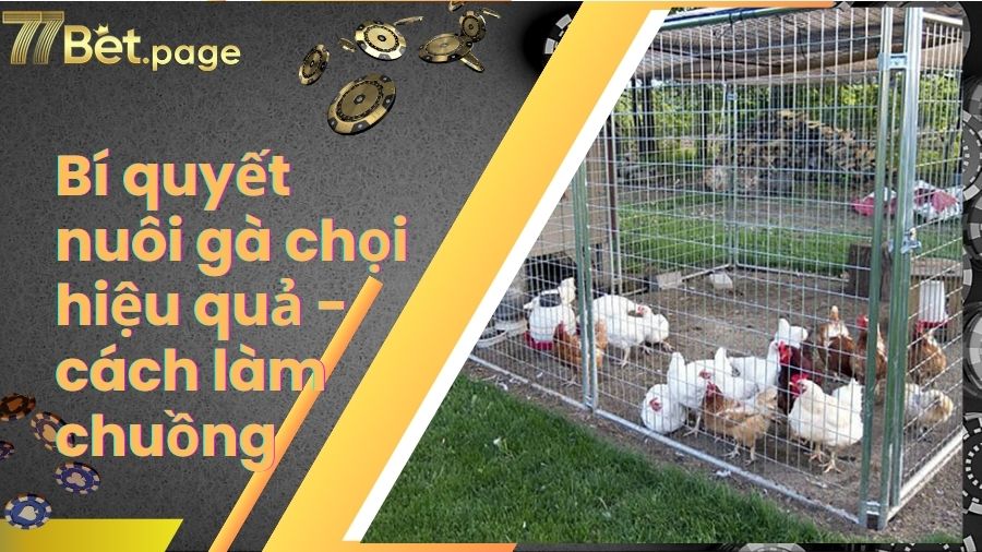 Bí quyết nuôi gà chọi hiệu quả - cách làm chuồng
