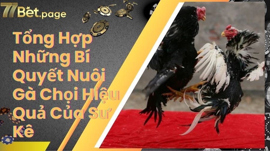Tổng Hợp Những Bí Quyết Nuôi Gà Chọi Hiệu Quả Của Sư Kê