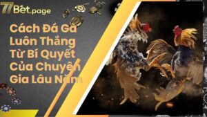 Cách Đá Gà Luôn Thắng Từ Bí Quyết Của Chuyên Gia Lâu Năm