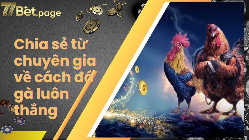 Chia sẻ từ chuyên gia về cách đá gà luôn thắng