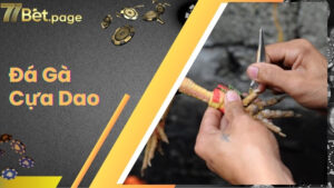 Đá Gà Cựa Dao - Hình Thức Cá Độ Kịch Tính Không Nên Bỏ Lỡ