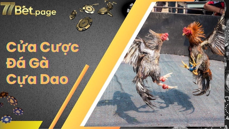 Cửa cược mà hệ thống đá gà cựa dao cung cấp