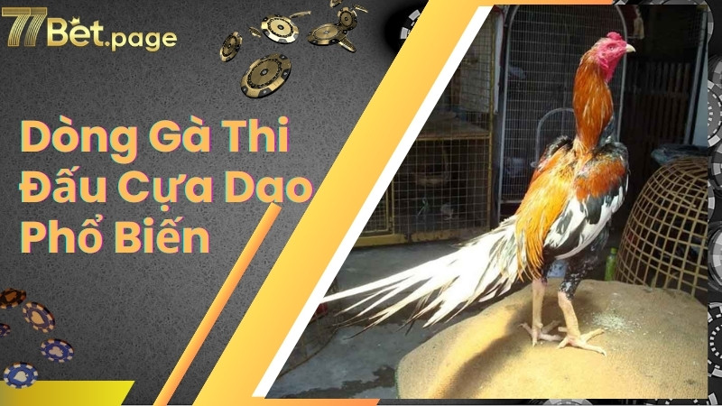 Dòng gà thi đấu cựa dao phổ biến nhất