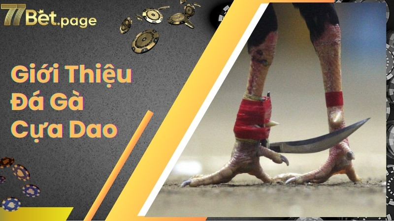 Giới thiệu bộ môn hot hit đá gà cựa dao