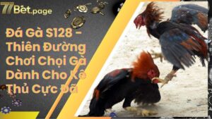 Đá Gà S128 - Thiên Đường Chơi Chọi Gà Dành Cho Kê Thủ Cực Đã