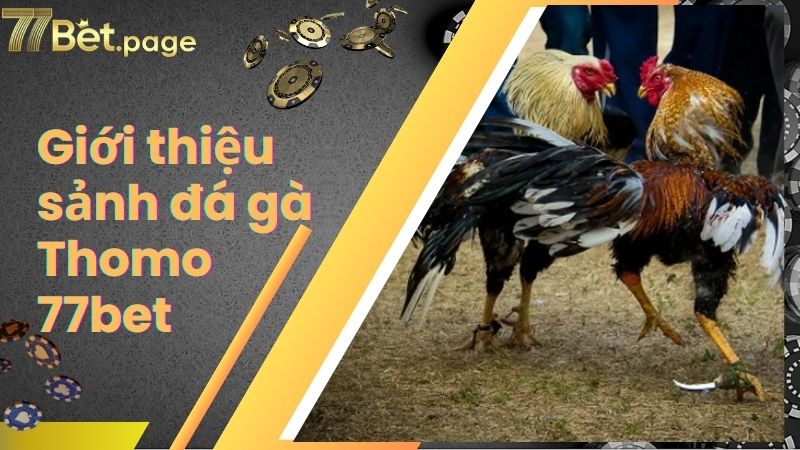 Giới thiệu sảnh đá gà Thomo 77bet