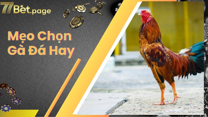 Mẹo chọn gà đá hay dựa vào ngoại hình