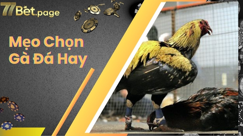 Mẹo chọn gà đá hay dựa vào tình trạng sức khỏe