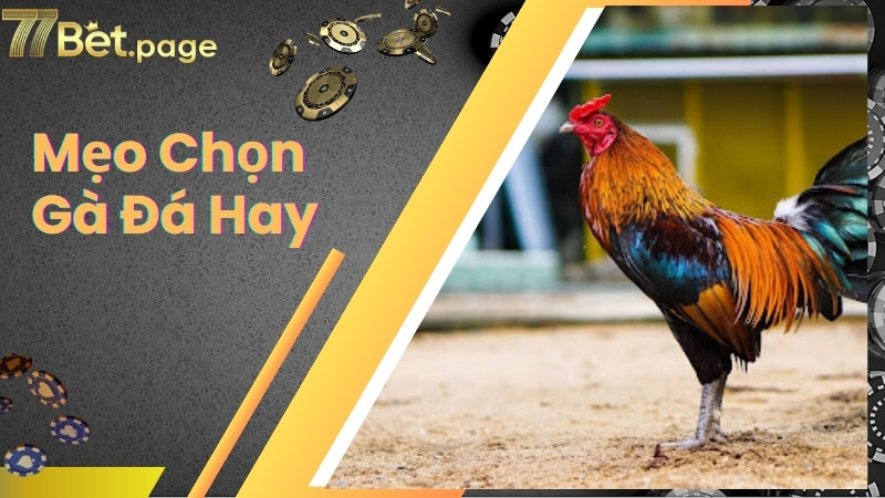 Lợi ích của mẹo chọn gà đá hay