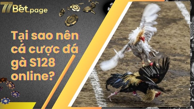 Tại sao nên cá cược đá gà S128 online?