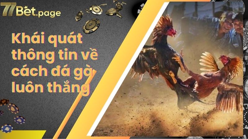 Khái quát thông tin về cách đá gà luôn thắng