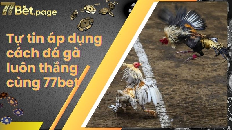 Tự tin áp dụng cách đá gà luôn thắng cùng 77bet