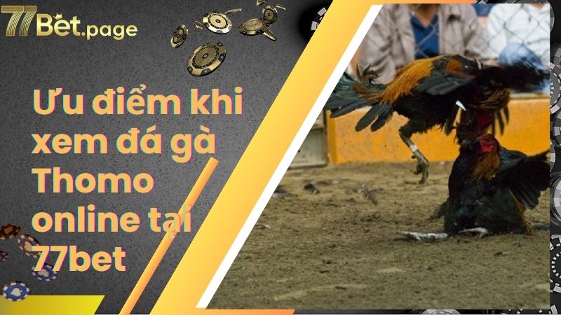 Ưu điểm khi xem đá gà Thomo online tại 77bet